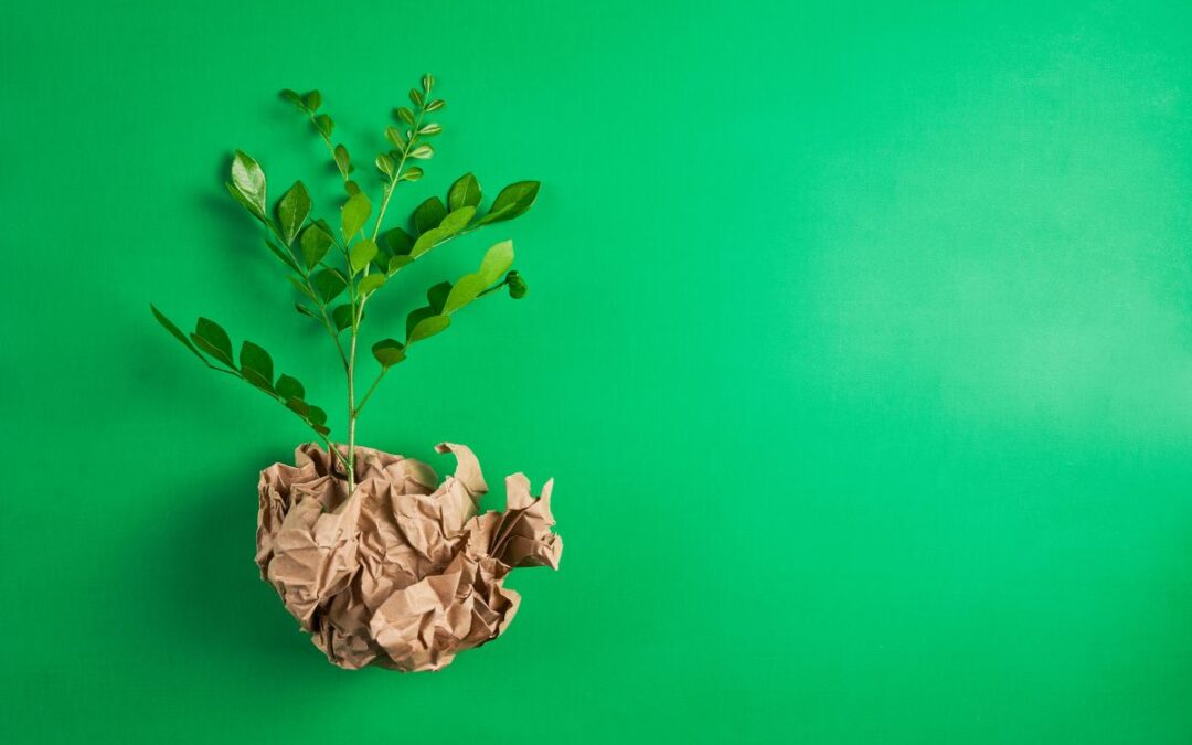 Impatto ambientale della carta: curiosità e falsi miti